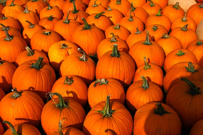 A pile of bright orange pumpkins at a harvest festival